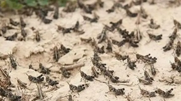 
حمله ملخ‌ها به سیستان و بلوچستان
