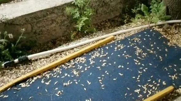 وضعیت مجموعه آکادمی گلف قم بسیار نامناسب است