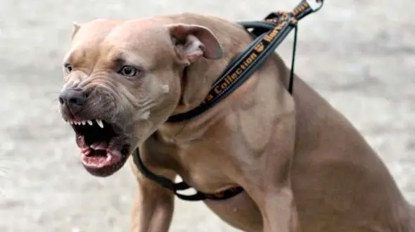 اگر مورد حمله سگ قرار گرفتیم باید چه کنیم؟+ اینفوگرافیک