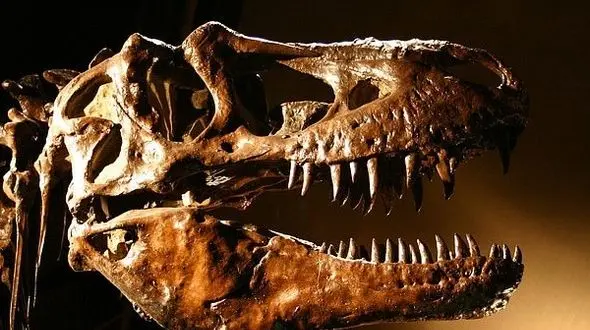 تصاویری عجیب از اسکلت دایناسور 250 میلیون ساله 