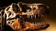 تصاویری عجیب از اسکلت دایناسور 250 میلیون ساله 