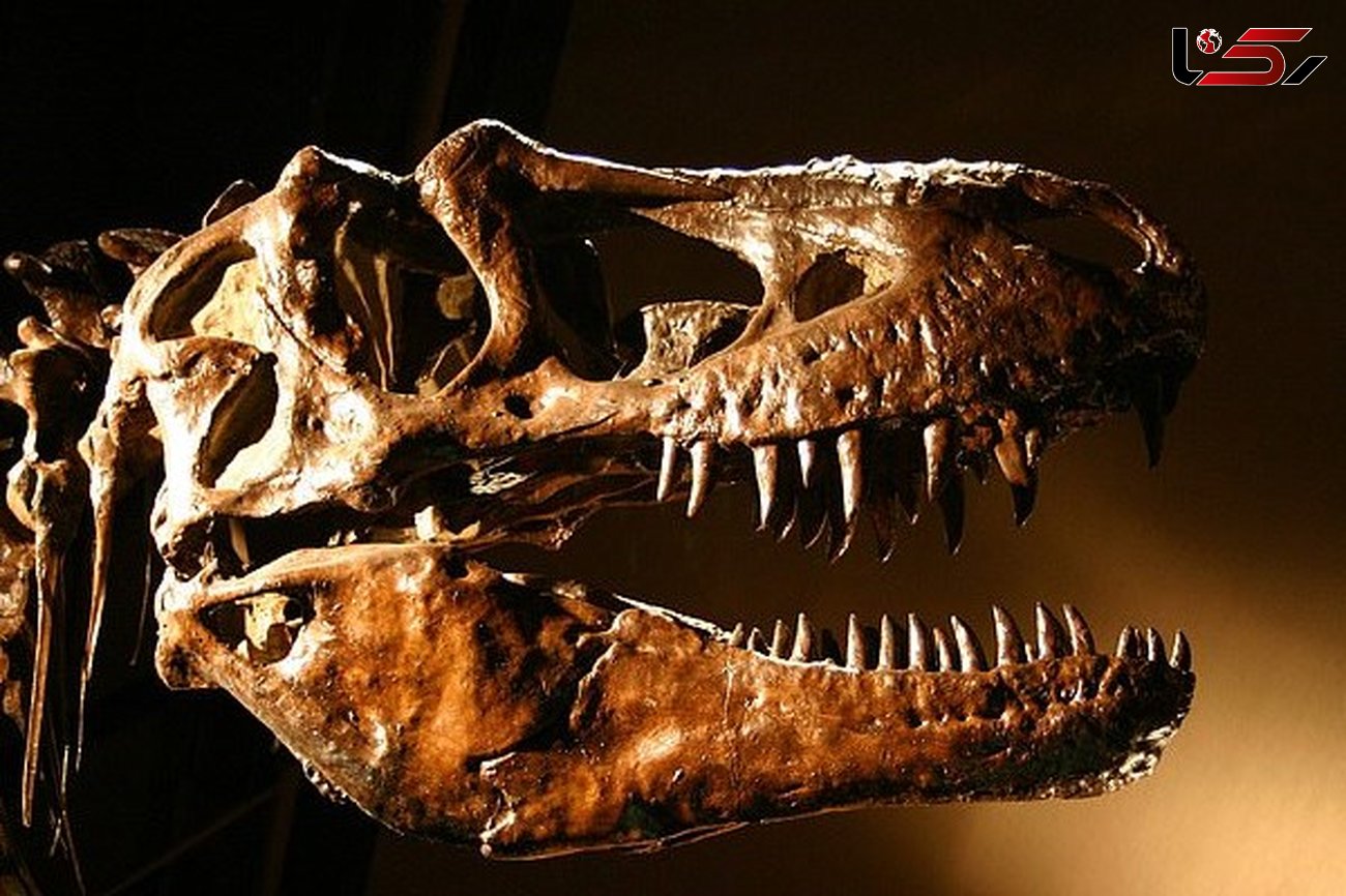تصاویری عجیب از اسکلت دایناسور 250 میلیون ساله 