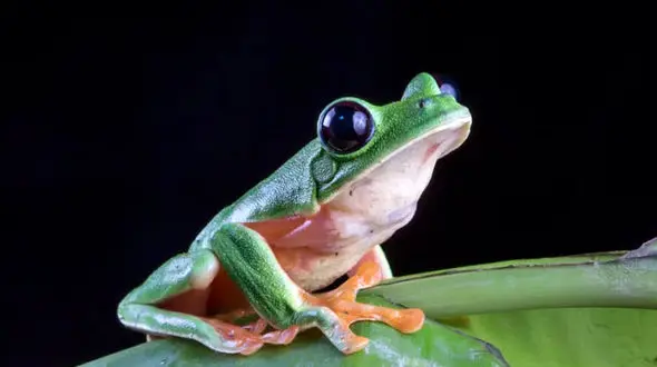 این قورباغه در حال انقراض دوباره زنده شد!