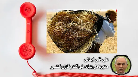 دولت مطالبات گندمکاران را به موقع نمی دهد / کشاورزان باید از بانک ها وام با سود و جریمه 29 درصدی بگیرند + صوت