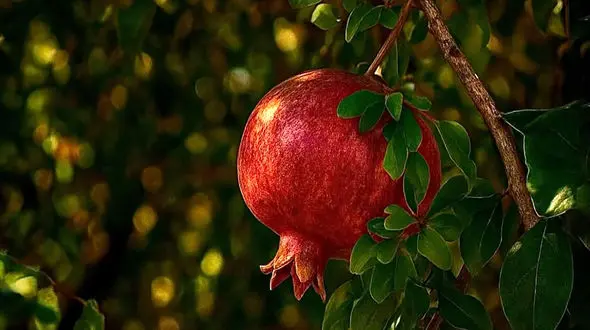 تعبیر فال ابجد 6 آبان ماه + فیلم