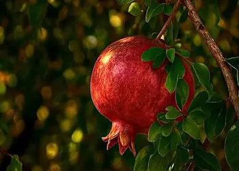 تعبیر فال ابجد 6 آبان ماه + فیلم