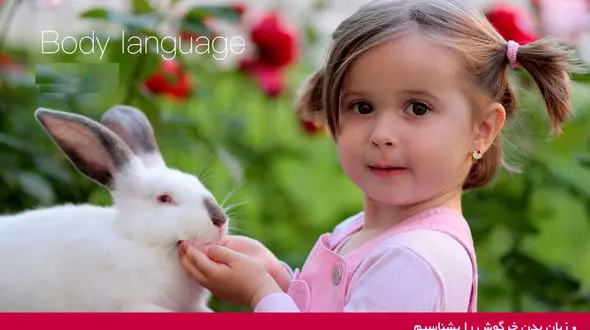 زبان‭ ‬بدن‭ ‬خرگوش ها را بشناسید 