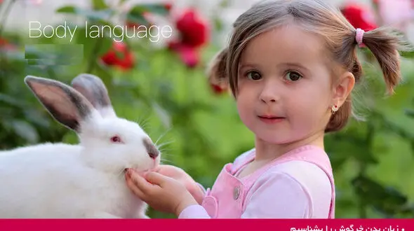 زبان‭ ‬بدن‭ ‬خرگوش ها را بشناسید 