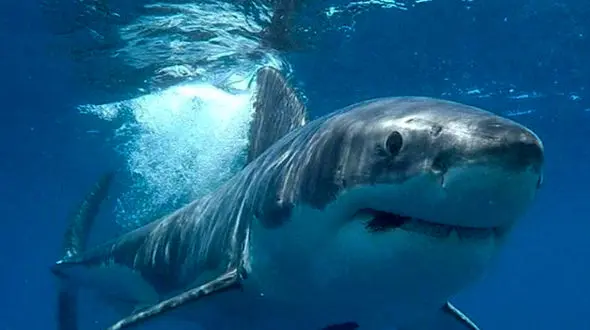 قدرت نمایی کوسه ها در قلمروشان/ پرش 3 متری برای شکار طعمه