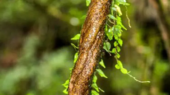 گیاه روان‌گردانی که تجربه‌ای نزدیک به مرگ می‌دهد
