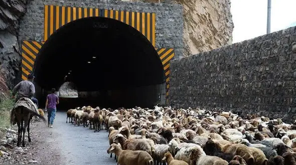 ترافیک نیمه سنگین در جاده چالوس به خاطر عبور گوسفندان