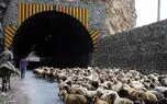 محدودیت 24 ساعته تردد در جاده چالوس به دلیل عبور احشام