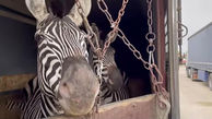 فیلم تکاندهنده از انتقال گورخر های آفریقایی به ایران /مرگ یک گورخر 