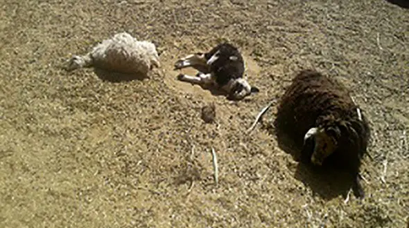  گرگ ها  بیرجند را به خاک و خون کشیدند