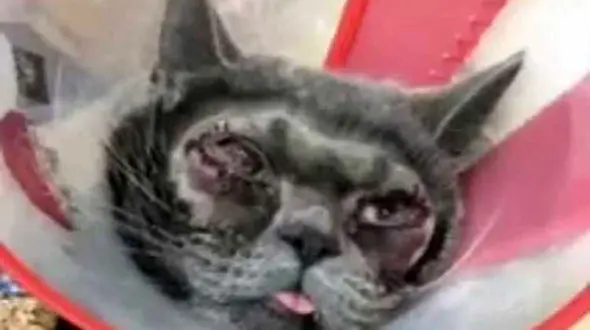 اقدام غیرانسانی دختر جذاب با گربه زشتش+ تصاویر
