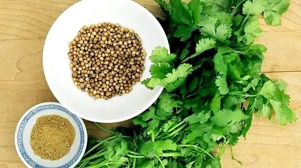 درمان کم خونی با این گیاه خوشمزه/از خواص درمانی گزنه غافل نشوید