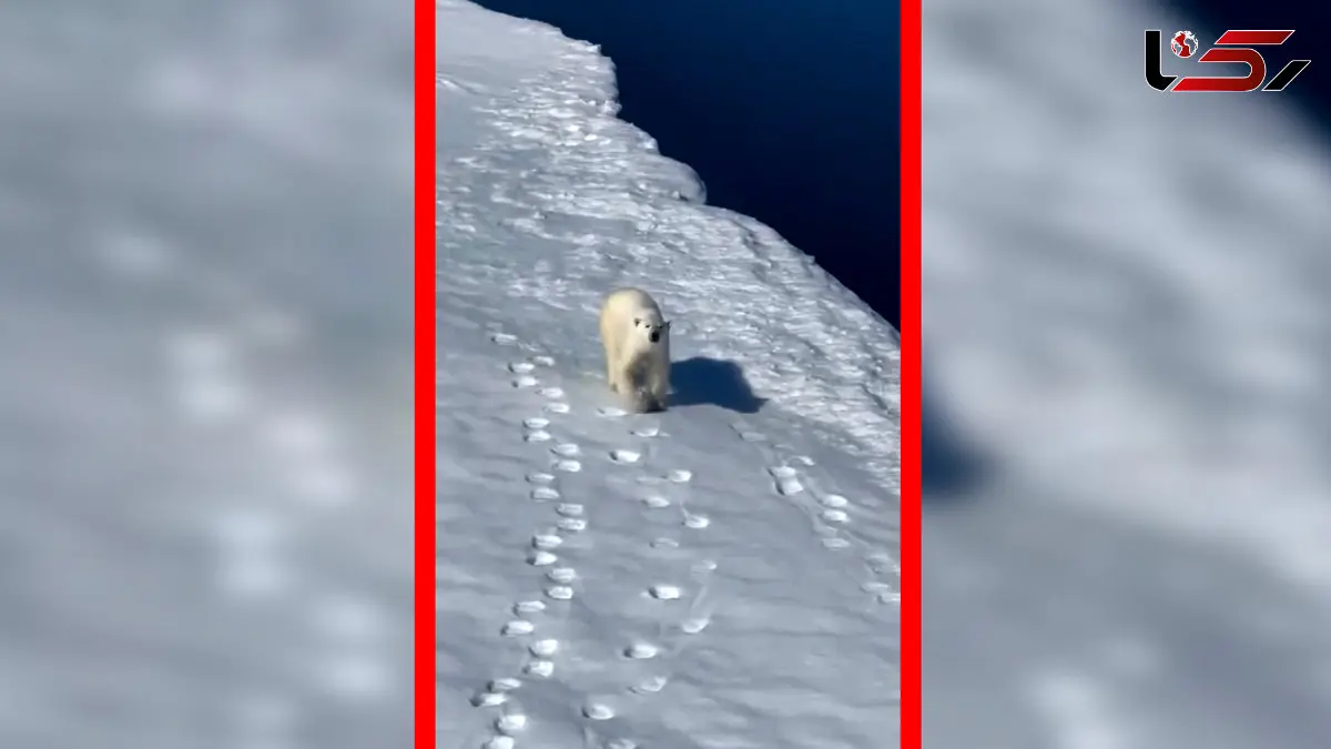 فیلم ژست گرفتن خرس قطبی برای عکاس های داخل هلیکوپتر