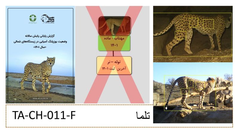 یوز ایرانی تلما