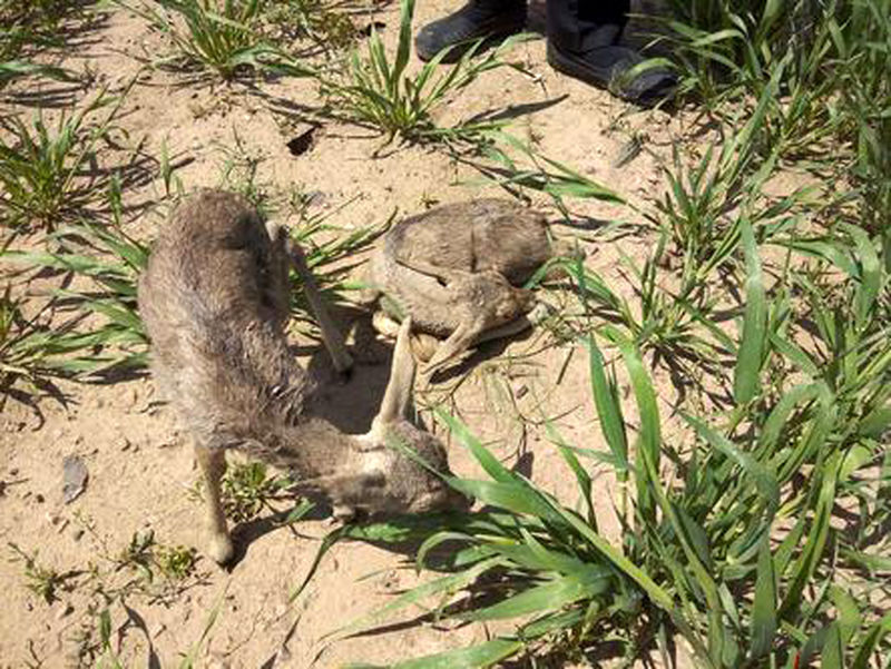 نجات و نگهداری دو بچه آهو توسط یکی از اهالی روستای «بیمرغ» 