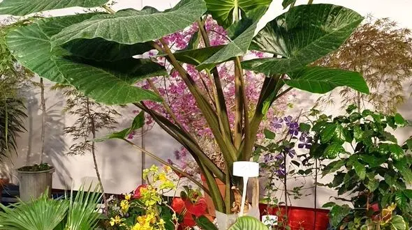 نمایشگاه گل و گیاه در قزوین افتتاح شد 