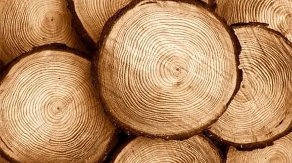 فال روزانه چوب جمعه 25 اسفندماه 1402 / فیلم