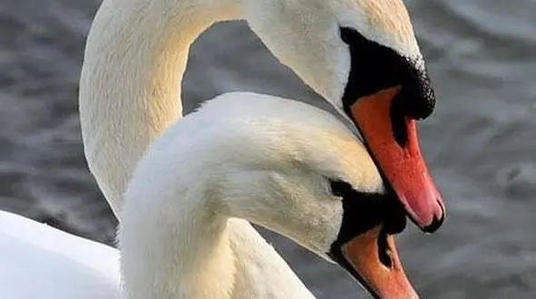 از نماد عشق در طبیعت تا خانواده گوریل ها