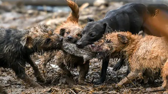 استخدام 8 سگ برای از بین بردن موش های صحرایی+عکس / انگلیس