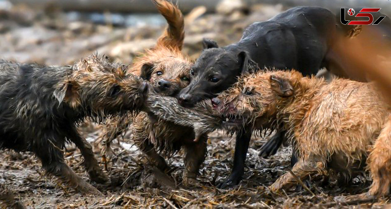 استخدام 8 سگ برای از بین بردن موش های صحرایی+عکس / انگلیس