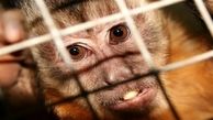 وقوع یک تصادف، نقطه شروع شیوع آبله میمون در جهان / آیا گسترش آبله میمون عمدی بود؟ 