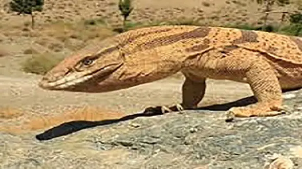 وحشت از ۲ حیوان عجیب در گهواره دالاهو