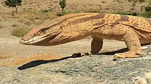 وحشت از ۲ حیوان عجیب در گهواره دالاهو