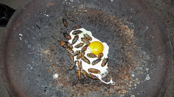 در اطراف کرمان جیرجیرک را می خورند! + عکس 