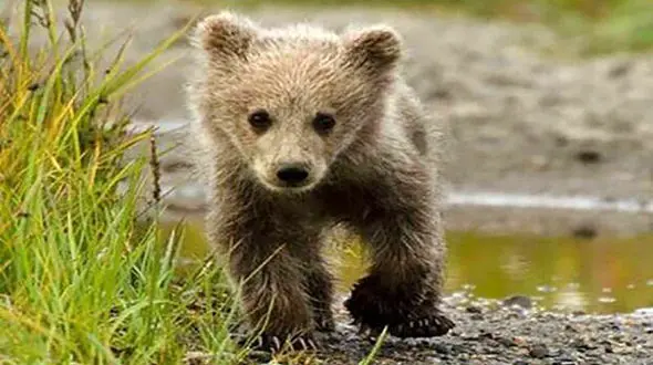 وحشت شیرازی ها از توله خرس فراری / از کلینیک گریخت