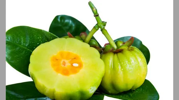 آیا گارسینیا کامبوجیا معجزه ای برای لاغری است؟