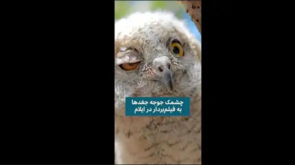 ثبت لحظه چشمک زدن جغد + فیلم