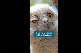 ثبت لحظه چشمک زدن جغد + فیلم