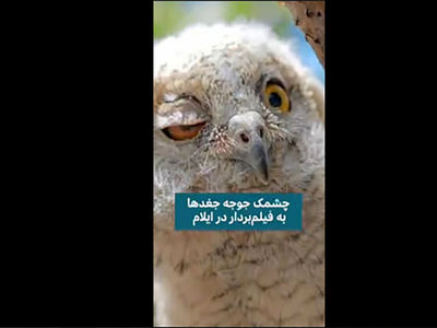 ثبت لحظه چشمک زدن جغد + فیلم