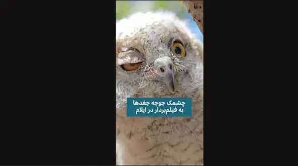 ثبت لحظه چشمک زدن جغد + فیلم