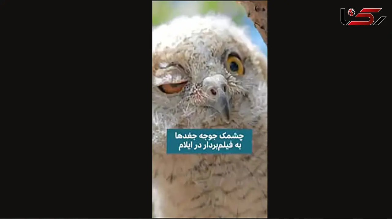 ثبت لحظه چشمک زدن جغد + فیلم