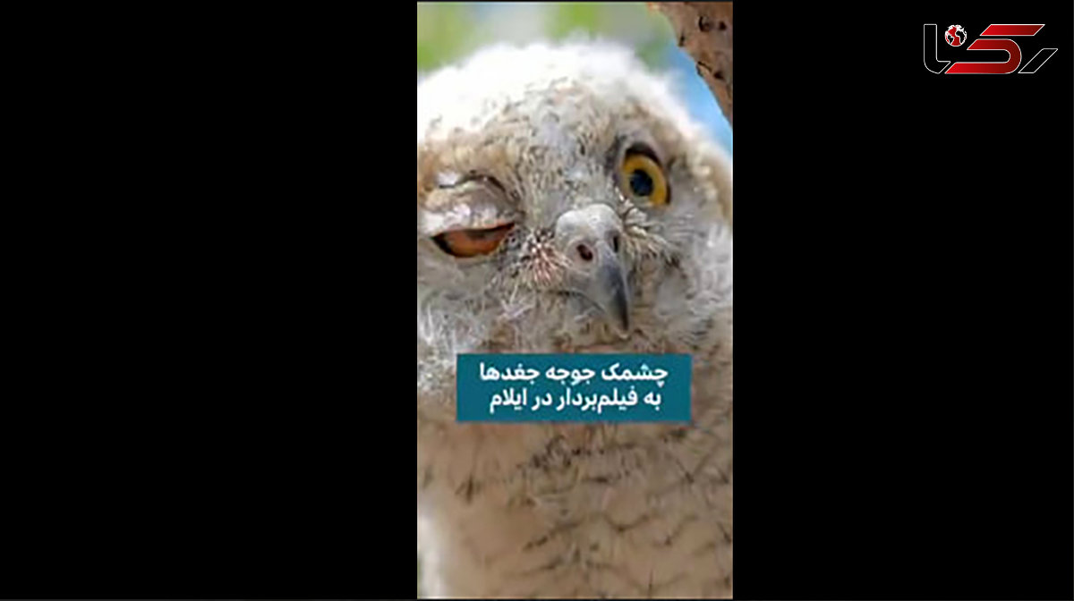  ثبت لحظه چشمک زدن جغد + فیلم 