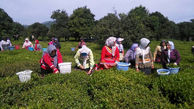 تحول چای لاهیجان با یک سرمایه گذار کنیایی / راز ورود کانتینر چای خارجی فاش شد!