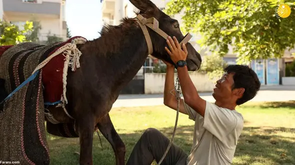 خرسواری جنجالی مرد ژاپنی در خیابان ها ! / من افغان نیستم ! + عکس ها