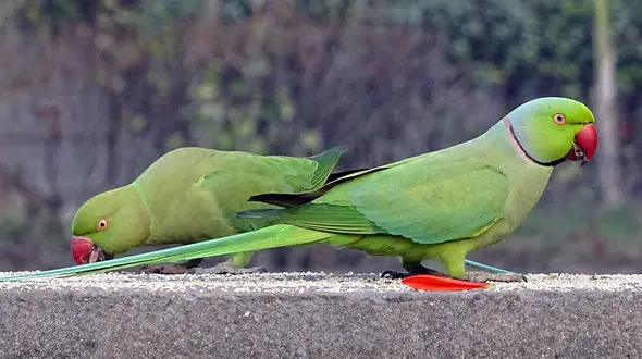 لحظه زیبا از غذا دادن طوطی به جوجه اش + فیلم 