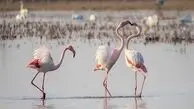 با دنیای پرندگان مهاجر آشنا شویم به مناسبت  10 می / 20 اردیبهشت روز جهانی پرندگان مهاجر 