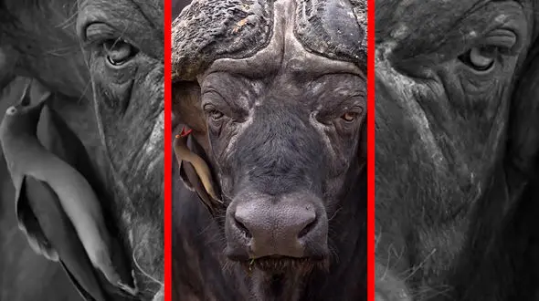 فیلم همزیستی جالب پرنده و گاومیش در طبیعت