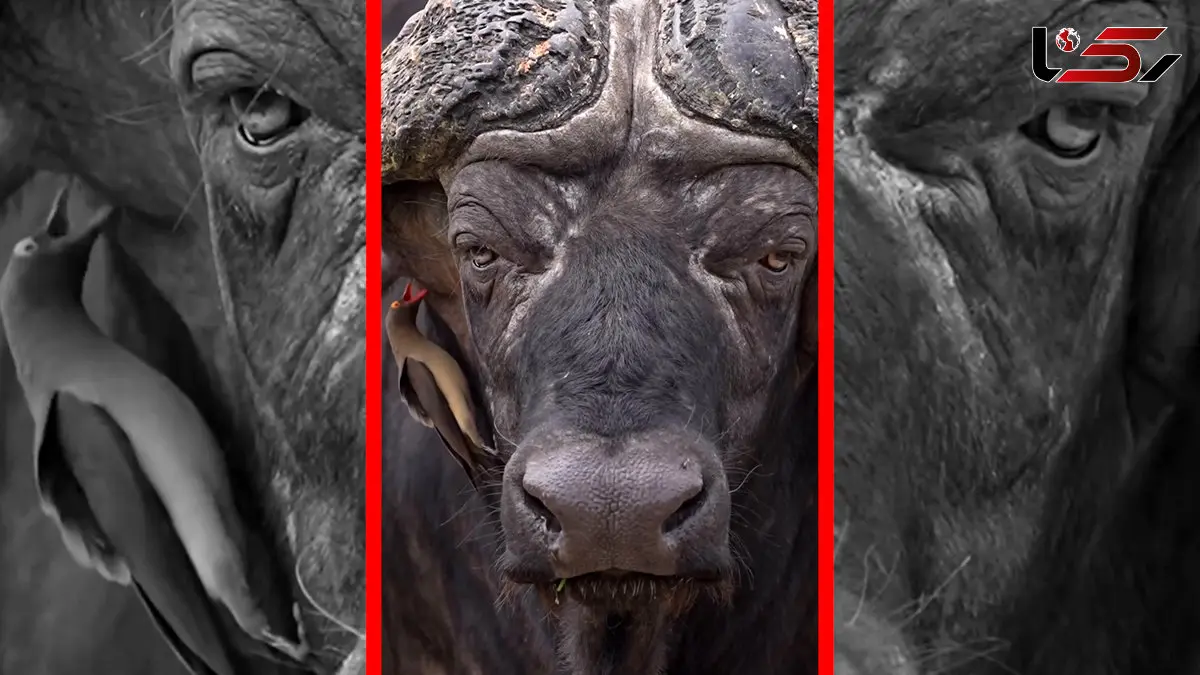 فیلم همزیستی جالب پرنده و گاومیش در طبیعت