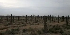 فیلم / در جنوب نخل‌ های خشک مثل سربازان شکست‌ خورده‌ای ایستاده‌اند/۴ میلیون نخل از دست رفت؛ فروپاشی آرام زندگی کشاورزان منطقه 