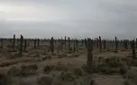 فیلم / در جنوب نخل‌ های خشک مثل سربازان شکست‌ خورده‌ای ایستاده‌اند/۴ میلیون نخل از دست رفت؛ فروپاشی آرام زندگی کشاورزان منطقه 