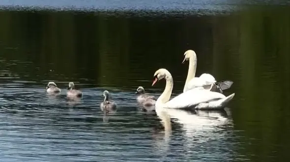 از خانواده قو ها تا لحظه‌ ای آرام با میمون‌ ها