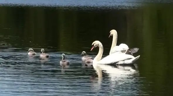 از خانواده قو ها تا لحظه‌ ای آرام با میمون‌ ها